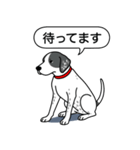 イングリッシュポインター(ブラック）①（個別スタンプ：13）
