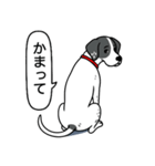 イングリッシュポインター(ブラック）①（個別スタンプ：16）