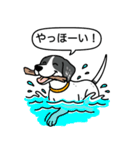 イングリッシュポインター(ブラック）①（個別スタンプ：23）