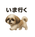 優しいシーズーの日常で使えるLINEスタンプ（個別スタンプ：1）