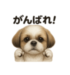 優しいシーズーの日常で使えるLINEスタンプ（個別スタンプ：4）