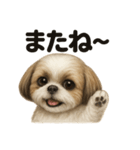 優しいシーズーの日常で使えるLINEスタンプ（個別スタンプ：10）