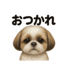 優しいシーズーの日常で使えるLINEスタンプ（個別スタンプ：11）