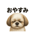 優しいシーズーの日常で使えるLINEスタンプ（個別スタンプ：13）