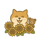 柴犬しば太＆くまっち（個別スタンプ：25）