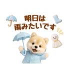 しばいぬの大人可愛い梅雨スタンプ（個別スタンプ：13）