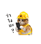 動く！猫の現場仕事（タイ版）（個別スタンプ：23）