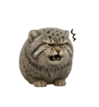 ファット・パラスの猫 （NT） v.2（個別スタンプ：17）