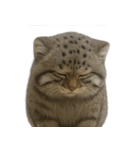 ファット・パラスの猫 （NT） v.2（個別スタンプ：19）