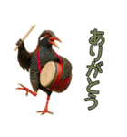 仲良し三匹 エイサー編（個別スタンプ：1）