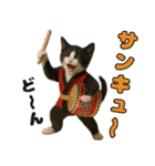仲良し三匹 エイサー編（個別スタンプ：2）