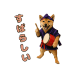仲良し三匹 エイサー編（個別スタンプ：12）