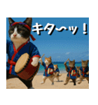 仲良し三匹 エイサー編（個別スタンプ：26）