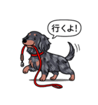 ダックス(ロング＋シルバーダップル）（個別スタンプ：11）