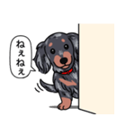 ダックス(ロング＋シルバーダップル）（個別スタンプ：12）