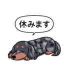 ダックス(ロング＋シルバーダップル）（個別スタンプ：16）