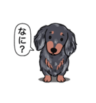 ダックス(ロング＋シルバーダップル）（個別スタンプ：22）
