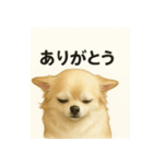ちわわのもも、写実風。（個別スタンプ：2）