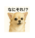 ちわわのもも、写実風。（個別スタンプ：4）