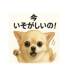 ちわわのもも、写実風。（個別スタンプ：5）