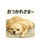 ちわわのもも、写実風。（個別スタンプ：6）