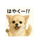 ちわわのもも、写実風。（個別スタンプ：8）