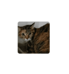 猫たちの変なスタンプ（個別スタンプ：8）