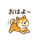 柴犬ひめちゃんのスタンプ（個別スタンプ：1）