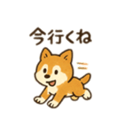柴犬ひめちゃんのスタンプ（個別スタンプ：13）