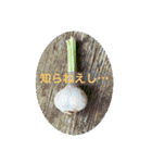 フォトジェニックさん其の弐（個別スタンプ：13）