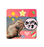 フォトジェニックさん其の弐（個別スタンプ：36）