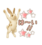 ウサギちゃん☆大切な人への日常スタンプ（個別スタンプ：24）