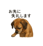 大好きくーちゃんスタンプ 1（個別スタンプ：5）