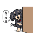 ダックス(ロング＋ブラッククリーム）（個別スタンプ：12）