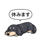 ダックス(ロング＋ブラッククリーム）（個別スタンプ：16）