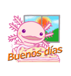 かわいいウーパールーパー(スペイン語)（個別スタンプ：1）