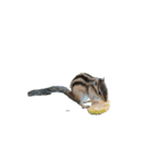 しまりすやっくん1(動くで)（個別スタンプ：1）