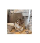 しまりすやっくん1(動くで)（個別スタンプ：3）