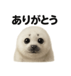 優しいワモンアザラシの日常スタンプ（個別スタンプ：1）