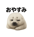 優しいワモンアザラシの日常スタンプ（個別スタンプ：2）