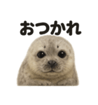 優しいワモンアザラシの日常スタンプ（個別スタンプ：3）