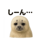 優しいワモンアザラシの日常スタンプ（個別スタンプ：4）