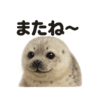 優しいワモンアザラシの日常スタンプ（個別スタンプ：7）