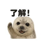 優しいワモンアザラシの日常スタンプ（個別スタンプ：9）