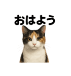 優しい三毛猫の日常で使えるLINEスタンプ（個別スタンプ：1）