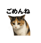 優しい三毛猫の日常で使えるLINEスタンプ（個別スタンプ：4）