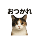 優しい三毛猫の日常で使えるLINEスタンプ（個別スタンプ：7）