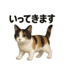 優しい三毛猫の日常で使えるLINEスタンプ（個別スタンプ：8）