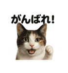 優しい三毛猫の日常で使えるLINEスタンプ（個別スタンプ：9）