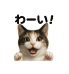 優しい三毛猫の日常で使えるLINEスタンプ（個別スタンプ：10）